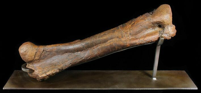 Hadrosaur (Duck-Billed Dinosaur) Femur With Metal Stand #50965